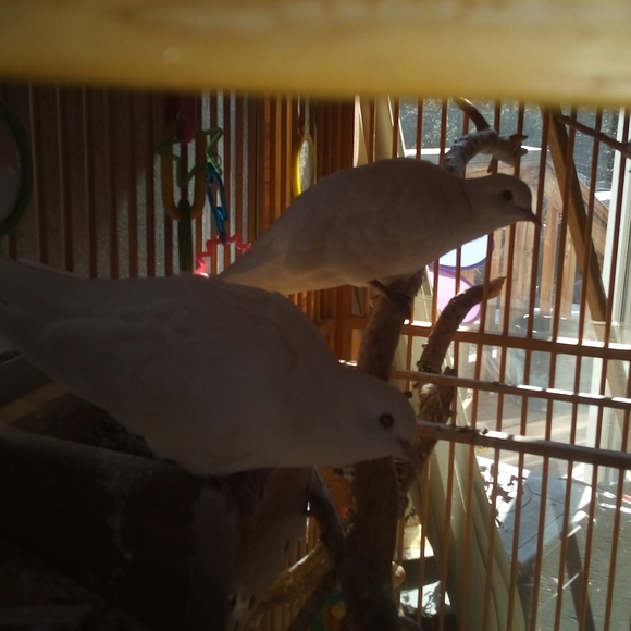 Meet your Posher, Bridget - Picture 4 of 5